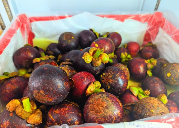 Mehrere frische, dunkelviolette Mangostanen in einem Kühlschrank.
