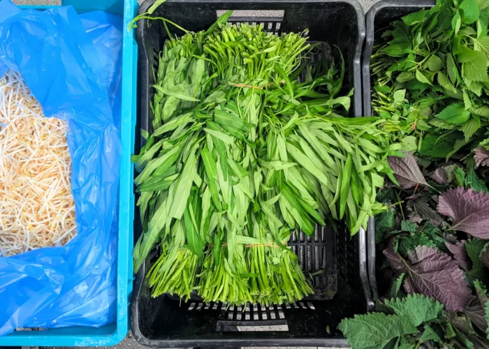 Auslage mit frischem asiatischen Gemüse und verschiedenen Kräutern in einem Supermarkt.