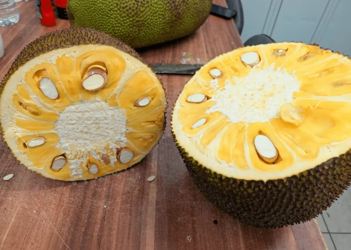 Eine große Jackfruit ist in zwei Hälften geteilt.